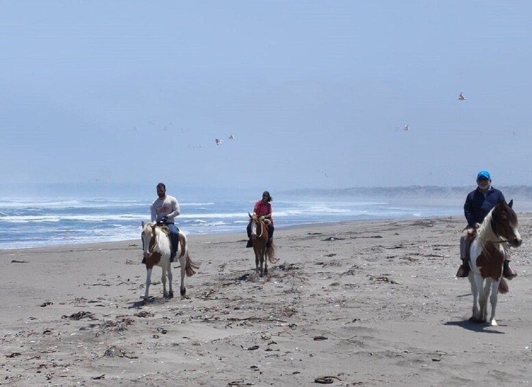 Horse Riding & Barbecue, Ritoque Sand Dunes & Beach F. Valpo