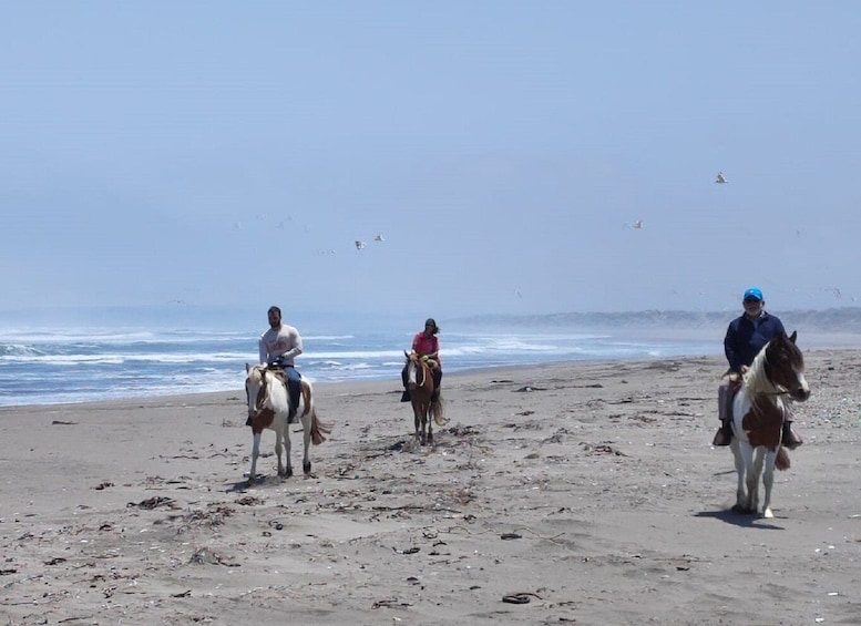 Horse Riding & Barbecue, Ritoque Sand Dunes & Beach F. Valpo