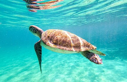 Fra Rio de Janeiro: Dagstur til Angra dos Reis og Ilha Grande