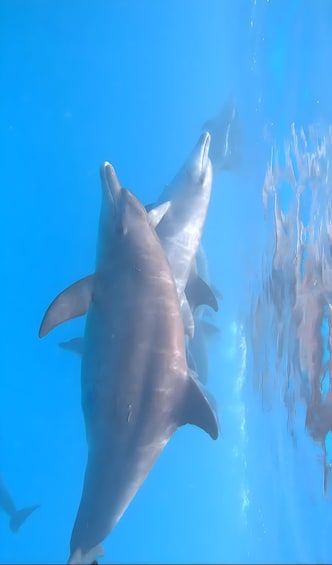 Picture 5 for Activity Mnemba island Zanzibar: Dolphin swim and snorkel adventure