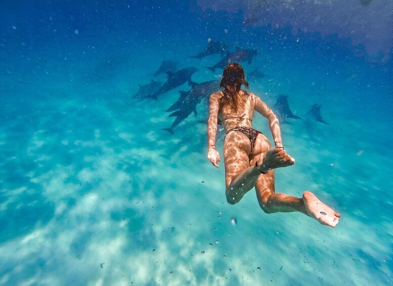 Mnemba Island: DOLPHIN SWIM & SNORKELING Adventure & Pickup