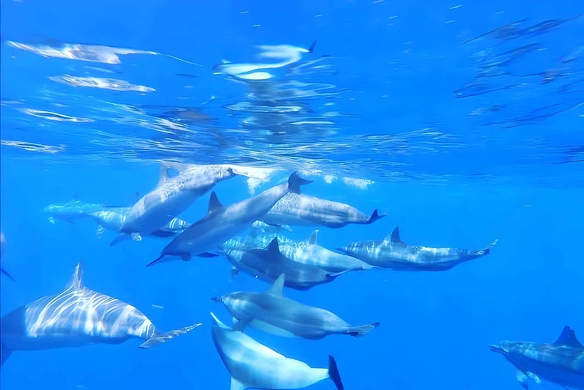 Picture 11 for Activity Mnemba Island Zanzibar: Dolphin Swim & Snorkeling Adventure