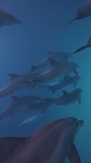 Picture 7 for Activity Mnemba Island: Dolphin Swim & Snorkeling with Optional Lunch