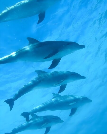 Zanzibar: Mnemba Island Dolphin Swim & Snorkeling Adventure