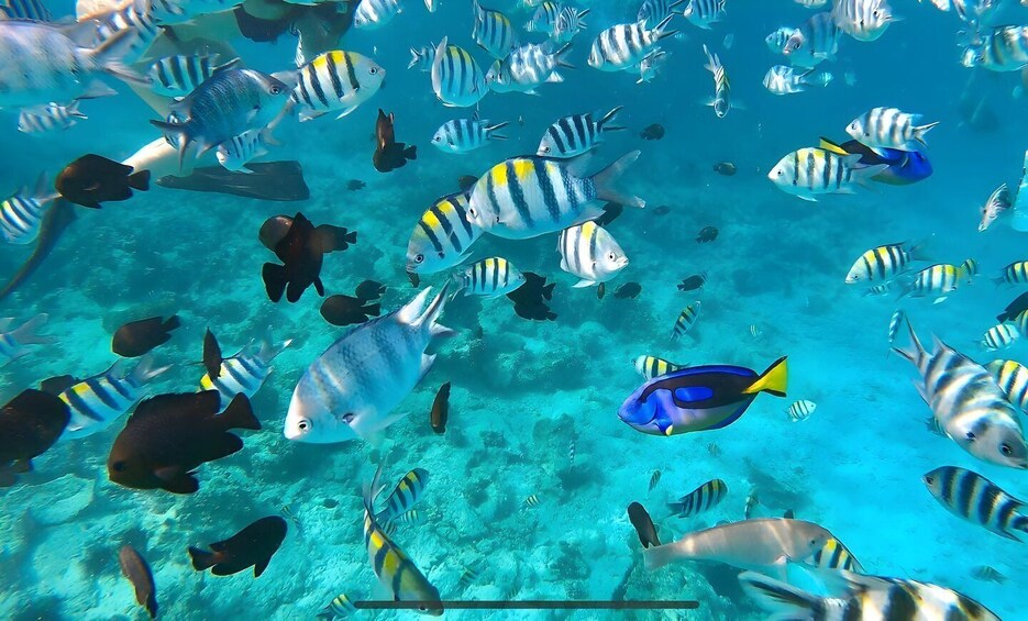 Picture 3 for Activity Mnemba Island: DOLPHIN SWIM & SNORKELING Adventure & Pickup