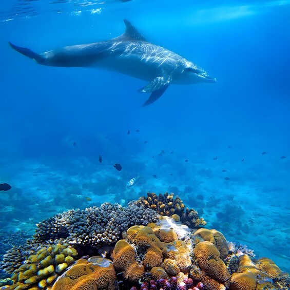 Picture 10 for Activity Mnemba island Zanzibar: Dolphin swim and snorkel adventure