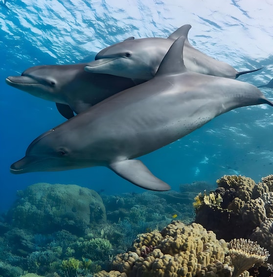 Mnemba island Zanzibar: Dolphin swim and snorkel adventure