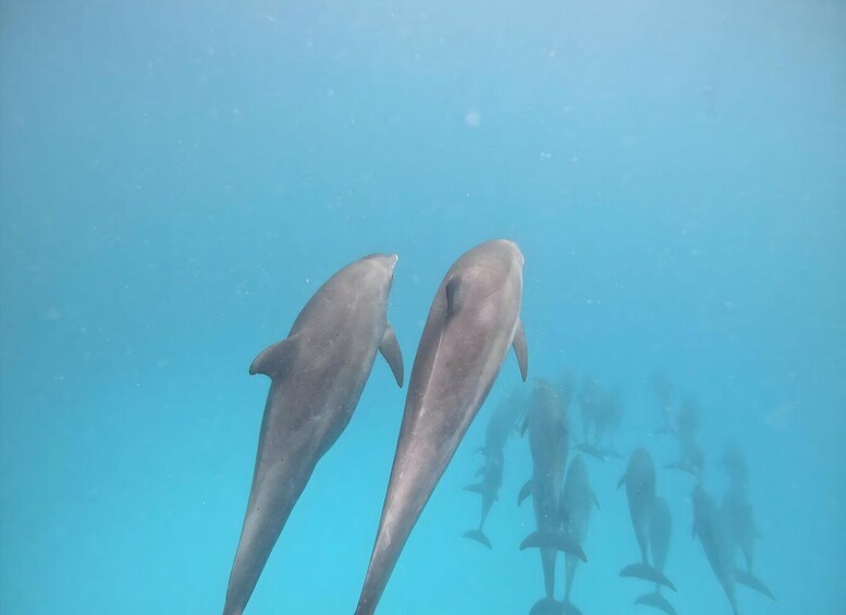 Picture 9 for Activity Mnemba island Zanzibar: Dolphin swim and snorkel adventure