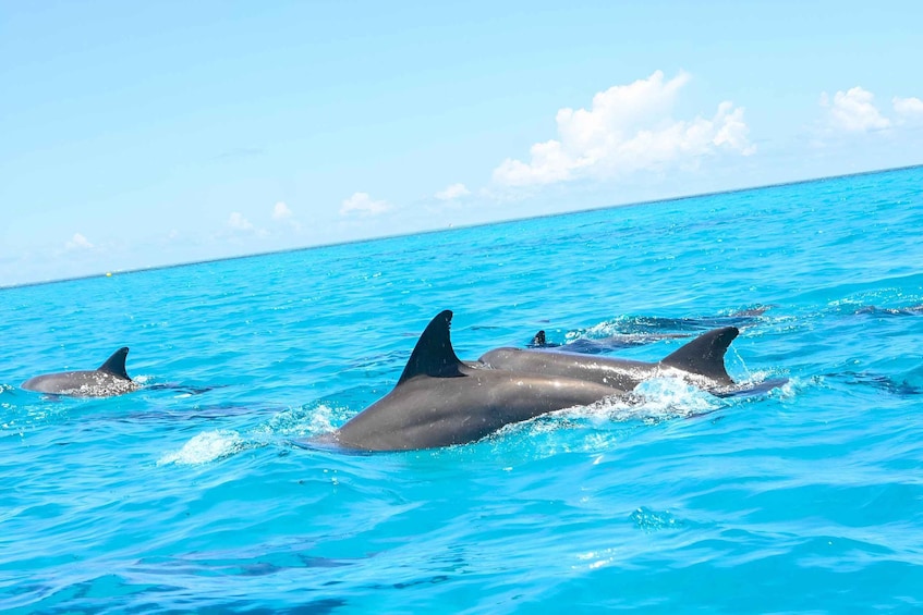 Picture 11 for Activity Mnemba Island: DOLPHIN SWIM & SNORKELING Adventure & Pickup