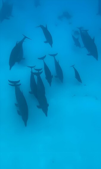 Picture 12 for Activity Mnemba Island: DOLPHIN SWIM & SNORKELING Adventure & Pickup