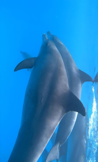 Picture 7 for Activity Mnemba island Zanzibar: Dolphin swim and snorkel adventure