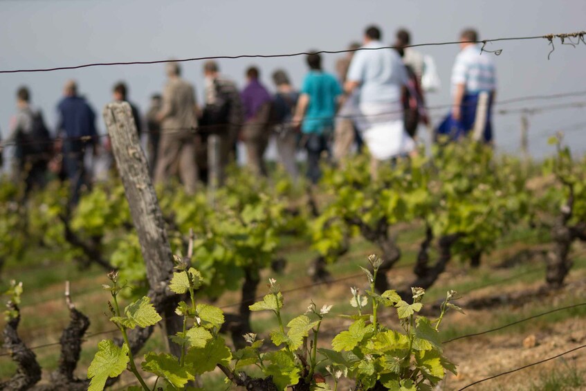 Picture 2 for Activity Loire Valley: Vouvray Vineyard Tour and Wine Tasting