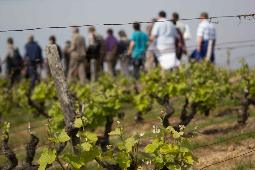 Picture 2 for Activity Loire Valley: Vouvray Vineyard Tour and Wine Tasting