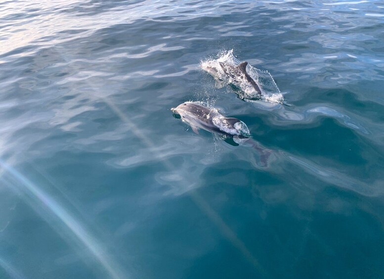 Picture 1 for Activity Marbella: Sailing & Dolphin Watching with Snacks and Drinks