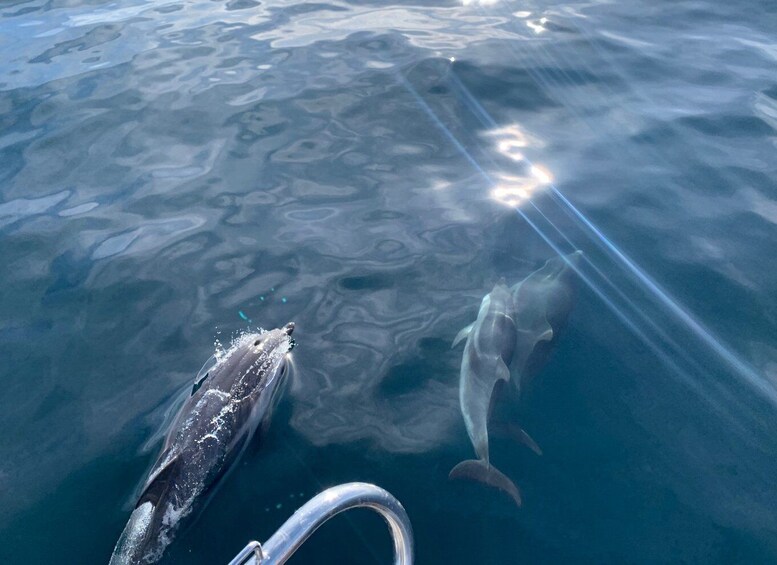 Picture 4 for Activity Marbella: Sailing & Dolphin Watching with Snacks and Drinks