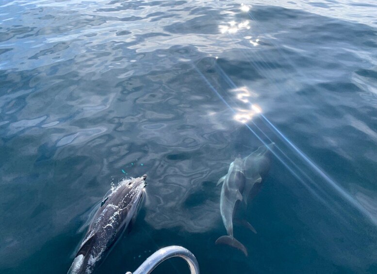 Picture 4 for Activity Marbella: Sailing & Dolphin Watching with Snacks and Drinks