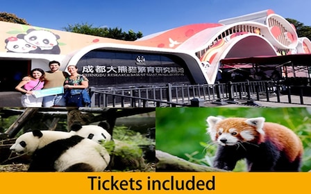 Chengdu panda base half day tour