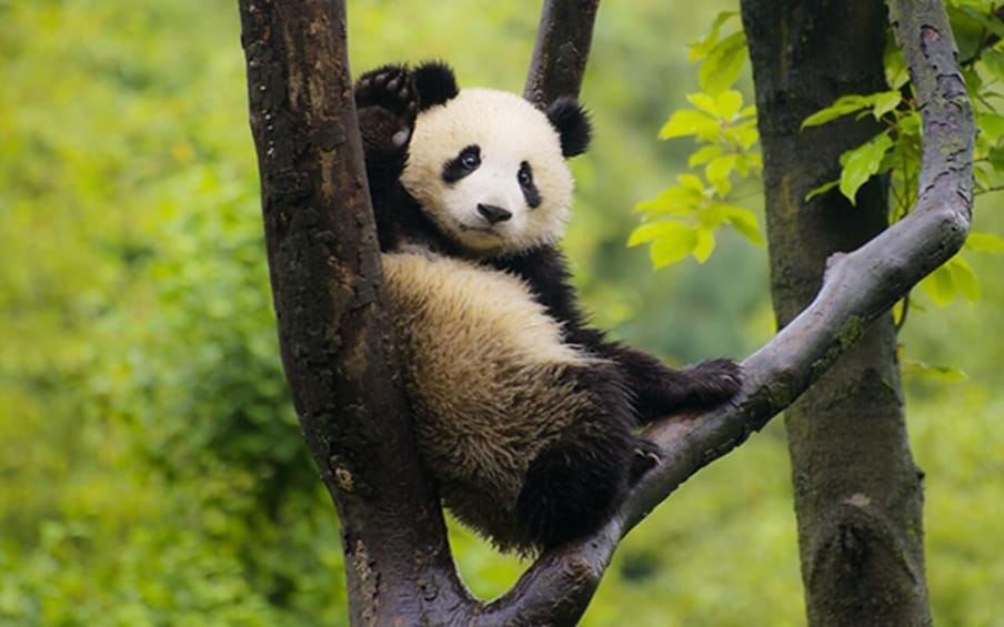 Picture 6 for Activity Chengdu panda base half day tour