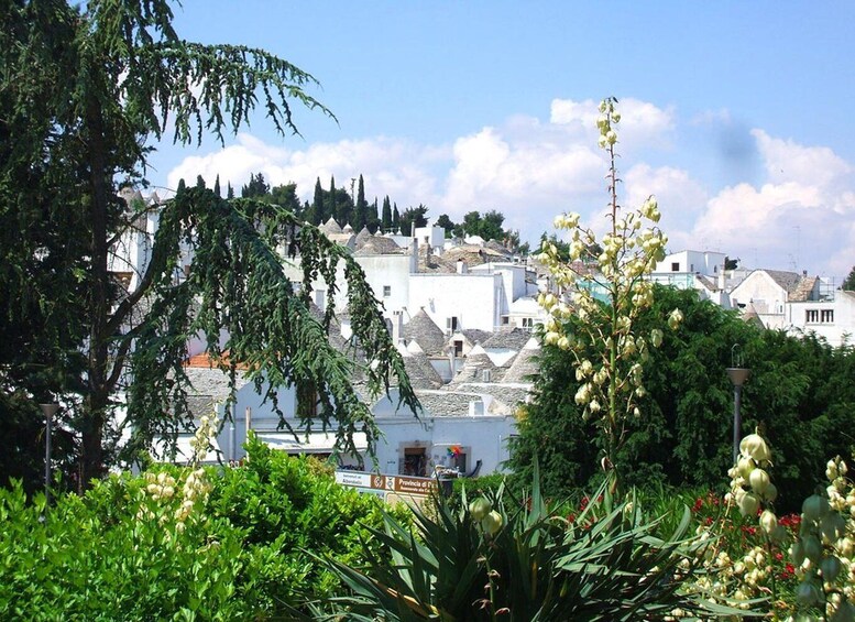 Picture 18 for Activity From Bari: Alberobello Trulli private day tour