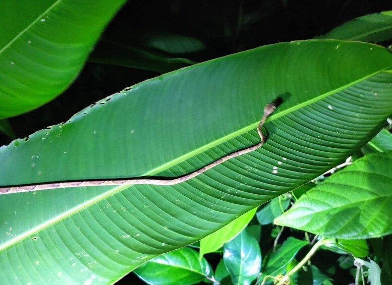 Picture 2 for Activity Tortuguero Night Walking Tour