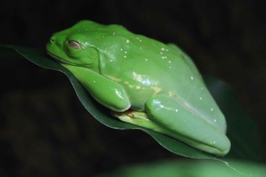 Picture 3 for Activity Tortuguero Night Walking Tour