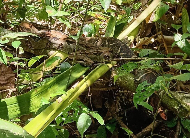 Picture 4 for Activity Tortuguero Night Walking Tour