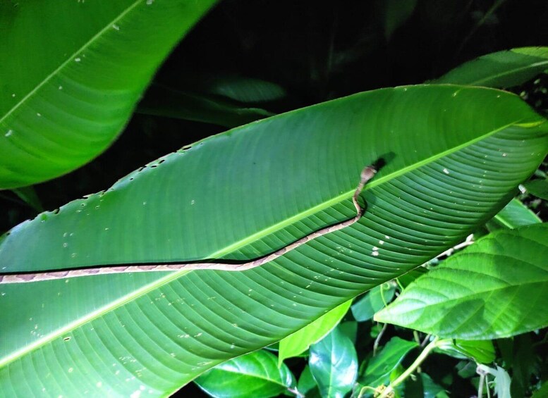 Picture 2 for Activity Tortuguero Night Walking Tour