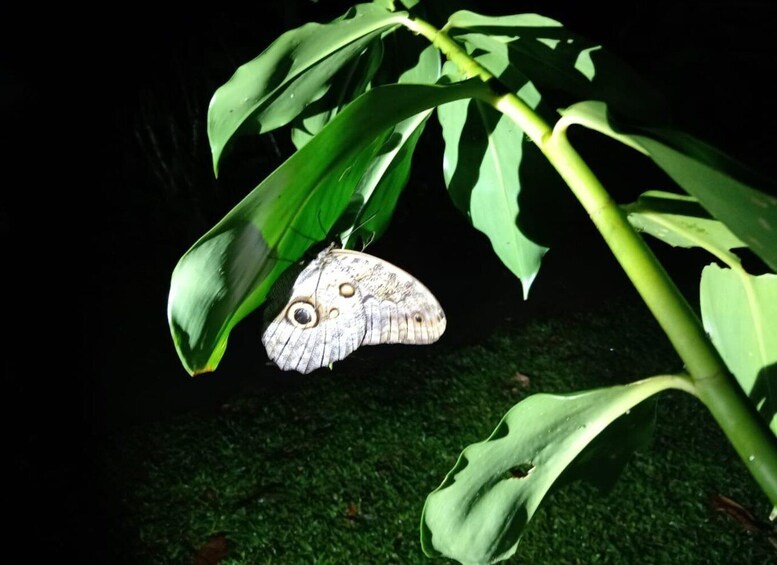 Tortuguero Night Walking Tour