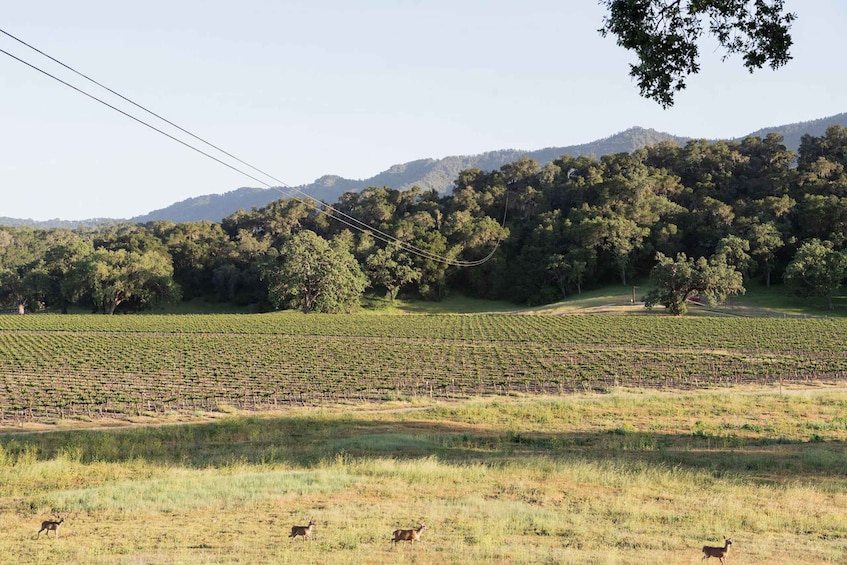 Picture 3 for Activity Santa Margarita: Zipline Adventure with 6 Different Ziplines