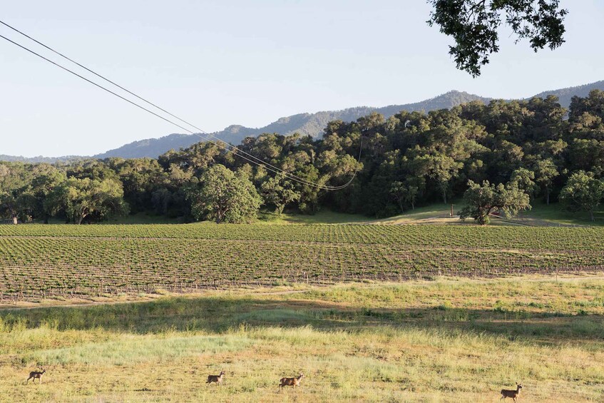 Picture 4 for Activity Santa Margarita: Zipline Adventure with 6 Different Ziplines