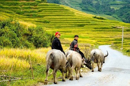 Dari Hanoi: Perjalanan Trekking Sapa 3 Hari dengan Makan dan Penginapan