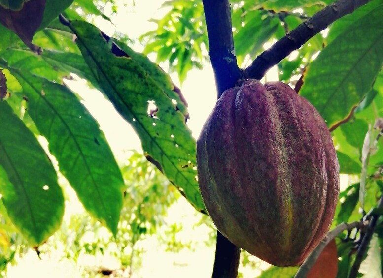 Picture 1 for Activity From Puerto Plata Priv: Cocoa, Coffee, Cigars & Local Market