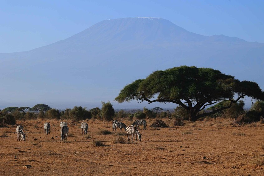 Picture 1 for Activity 3 Days Luxury Amboseli Park Safari & Hot air balloon Ride