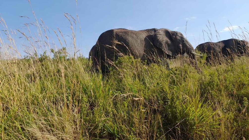 Picture 3 for Activity 3 Days Luxury Amboseli Park Safari & Hot air balloon Ride