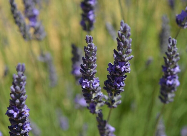 Picture 14 for Activity Montpellier : Visit lavender field and an Olive Oil Mill