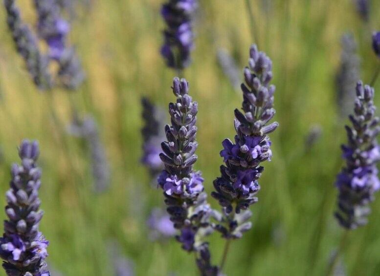 Picture 14 for Activity Montpellier : Visit lavender field and an Olive Oil Mill