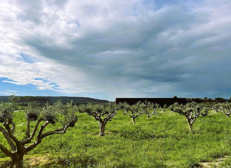 Picture 13 for Activity Montpellier : Visit lavender field and an Olive Oil Mill