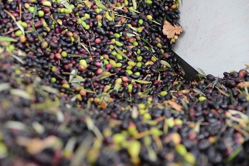 Picture 5 for Activity Montpellier : Visit lavender field and an Olive Oil Mill