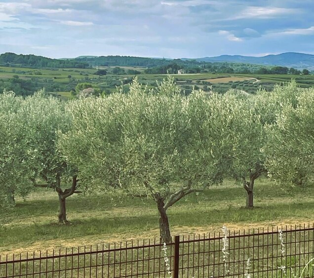 Picture 10 for Activity Montpellier : Visit lavender field and an Olive Oil Mill