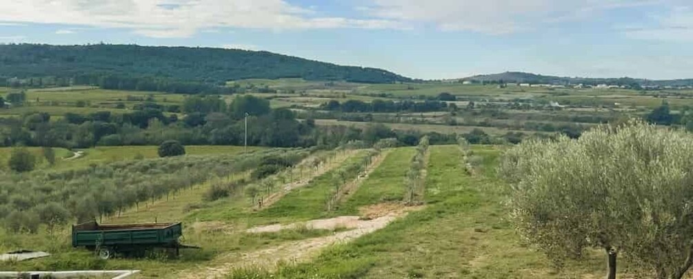 Picture 9 for Activity Montpellier : Visit lavender field and an Olive Oil Mill