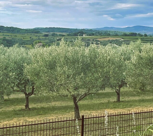 Picture 10 for Activity Montpellier : Visit lavender field and an Olive Oil Mill