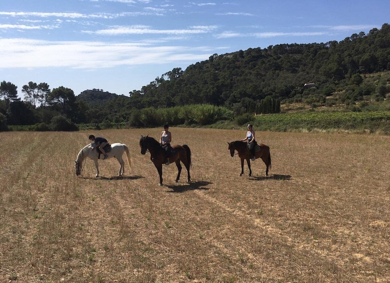 Picture 10 for Activity Mallorca: Guided Horseriding Tour of Randa Valley