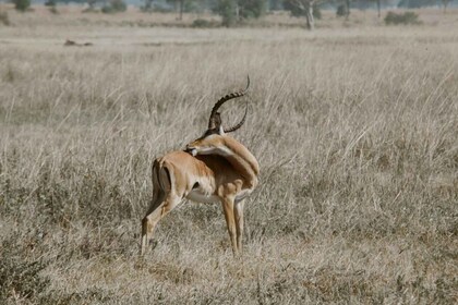 3 天野生动物观光：探索米库米和乌宗瓦山脉奇观