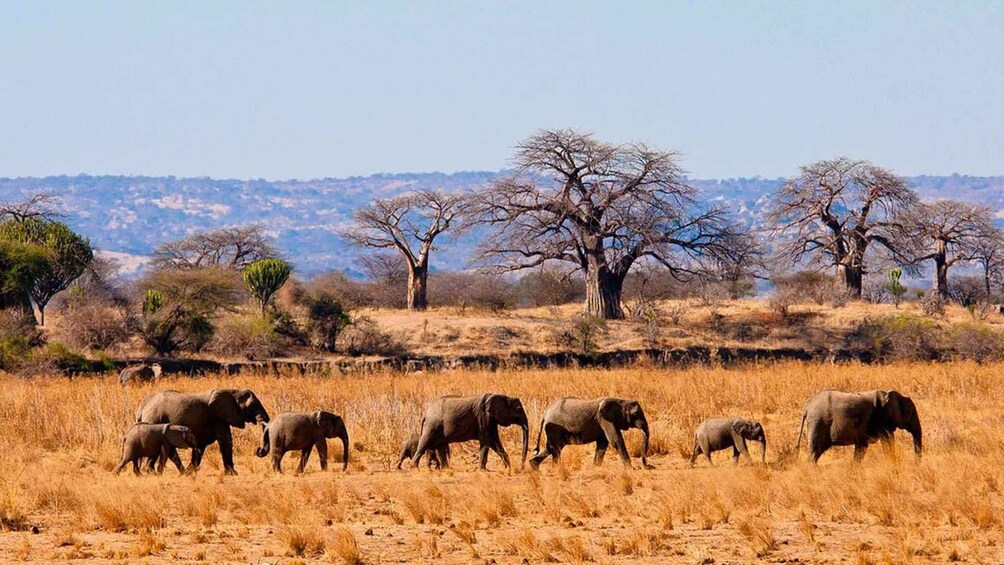 Picture 3 for Activity Day trip to Nyerere national park from Zanzibar