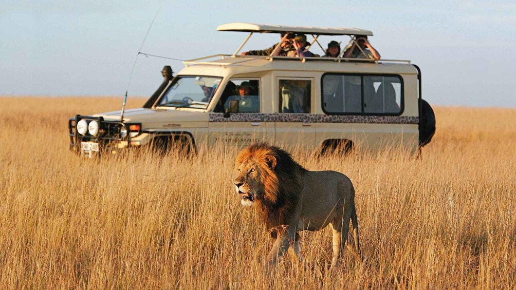 Picture 2 for Activity Day trip to Nyerere national park from Zanzibar