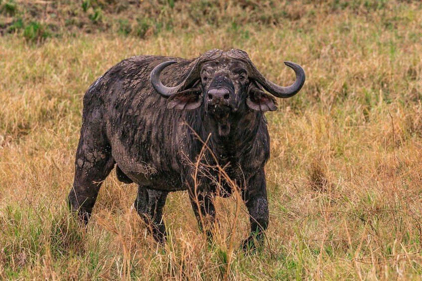 Picture 4 for Activity Exclusive Lake Nakuru and Maasai Mara safari