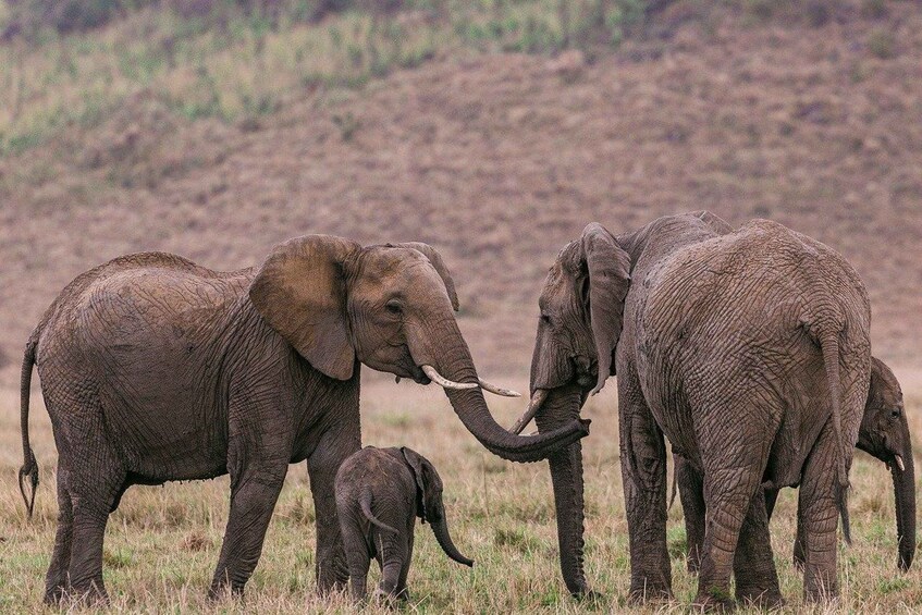 Picture 2 for Activity Exclusive Lake Nakuru and Maasai Mara safari