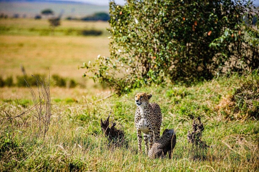 Picture 1 for Activity Exclusive Lake Nakuru and Maasai Mara safari