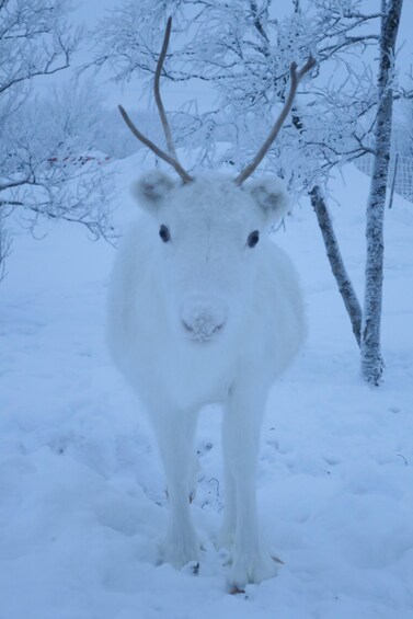 Picture 5 for Activity Views over Lapland, visit the reindeer & lunch at the lodge