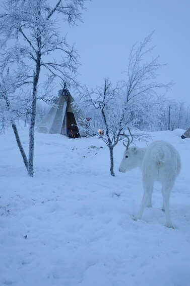 Picture 4 for Activity Views over Lapland, visit the reindeer & lunch at the lodge